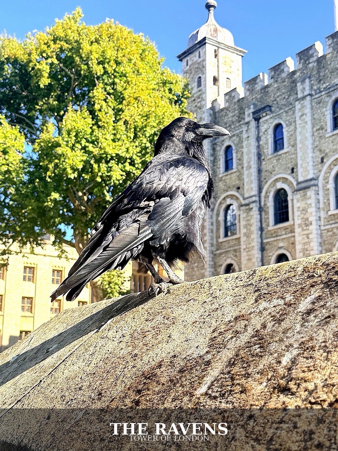 A close view of a raven at the Tower of London, with the original The Ravens caption