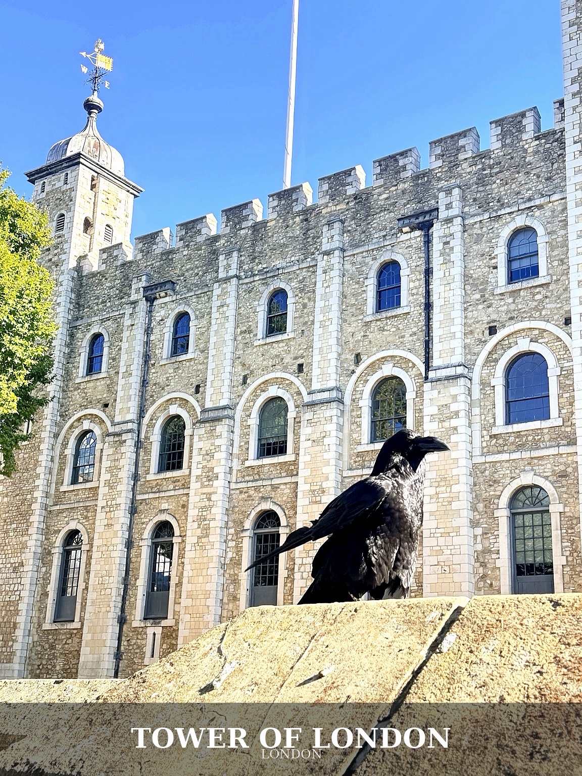 A raven in front of the Tower of London, with the original Tower of London caption