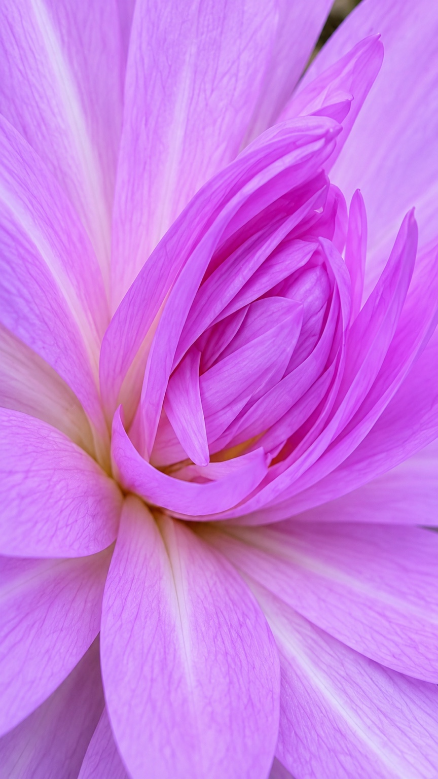 Layered pink-lilac petals in a close-up floral composition
