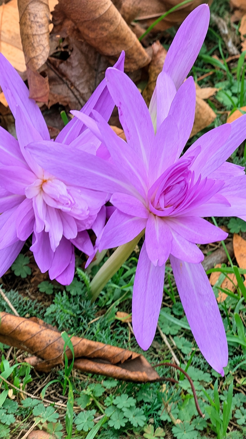 Pink-lilac flowers surrounded by green groundcover and autumn leaves